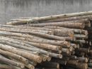 Escora Forte Bracatinga Eucaliptos E Lenha