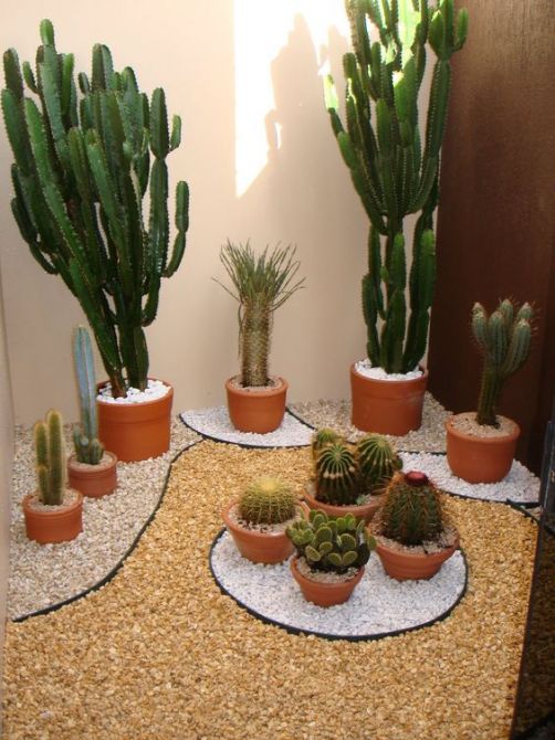 Plantas resistentes para o jardim de inverno